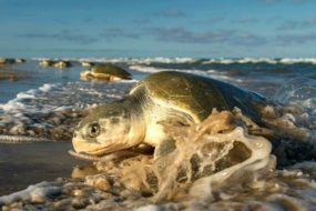 Tortuga Lora en Playa La Pesca